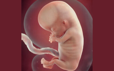 Mamma: A Baby Girl In The Womb