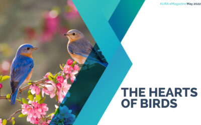 The Hearts of Birds
